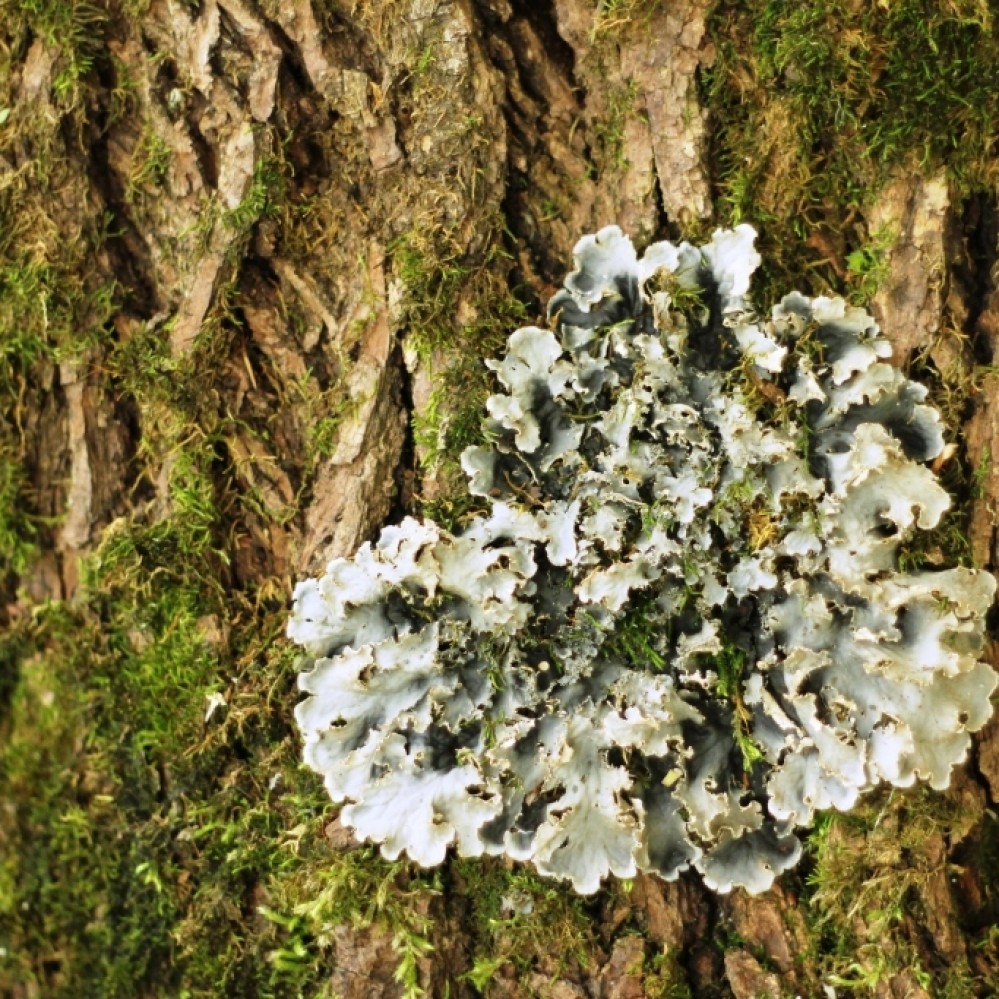 The Lichen of the Year 2015 has been announced
