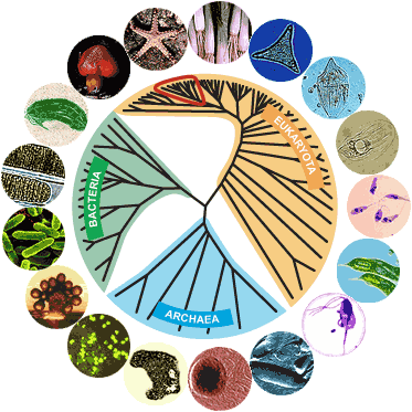 Molecluar Phylogeny